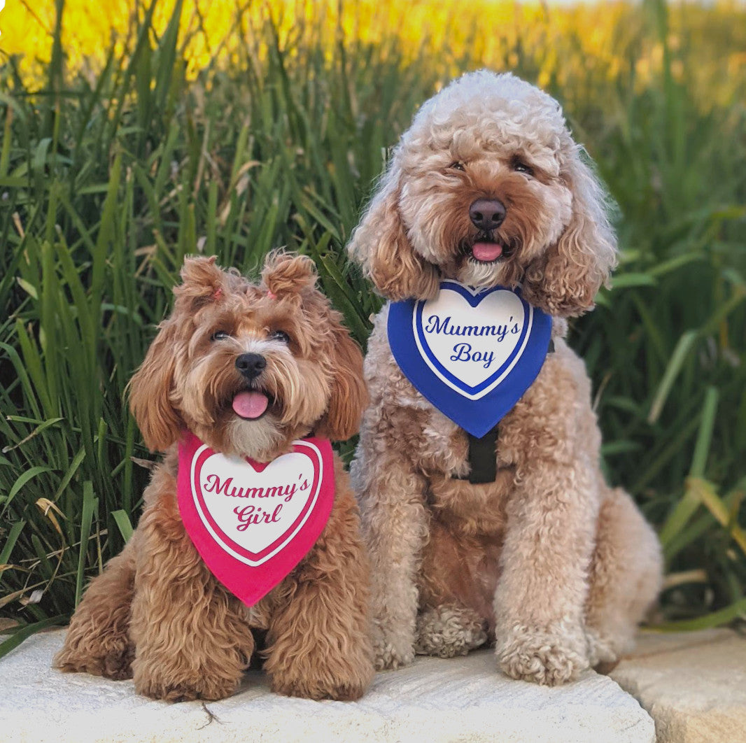 XOXO Myko - Pink heart mummy's girl bandana on a cute bichoodle and a blue heart Mummy's Boy bandana on a cute spoodle