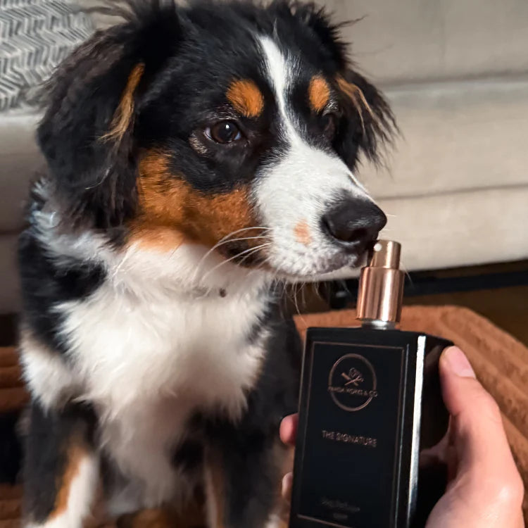 Dog Perfume - The Signature