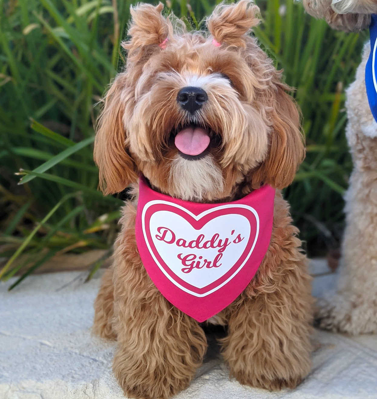 Pink heart XOXO Myko - Daddy's girl bandana on cute bichoodle